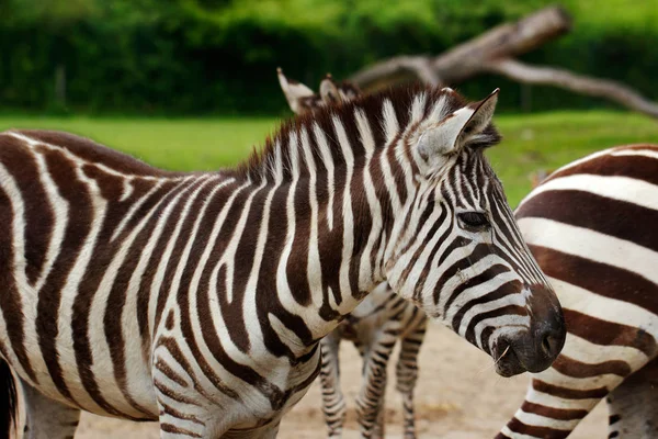 Africké pruhované kabáty zebra — Stock fotografie