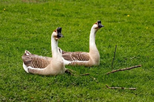 Paar chinese gooses — ストック写真