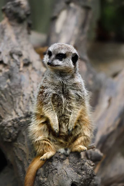 Wild African Meerkat — Stock Photo, Image