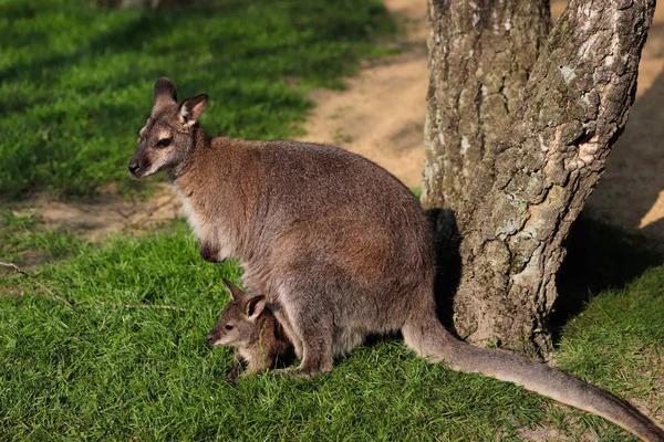 Känguru mit Joey (Baby) im Beutel lizenzfreie Stockfotos