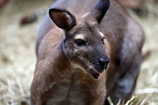 Avustralya kanguru portresi — Stok fotoğraf