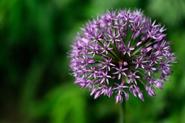 Lila küresel çiçek bahar çayır üzerinde Close-Up. Doğa fotoğrafçılığı.