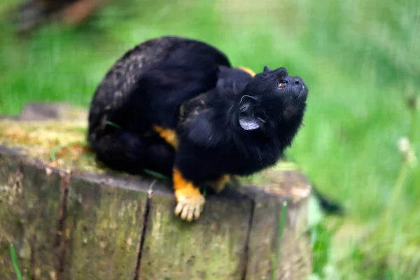 Corpo Inteiro Macaco Tamarin Dos Midas Mãos Vermelhas Macaco Novo — Fotografia de Stock