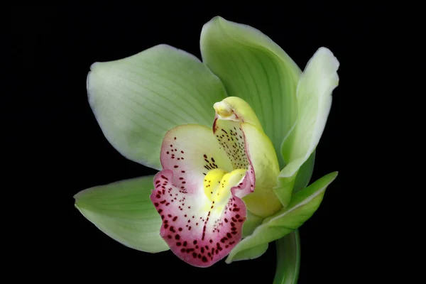 Close Pink Yellow Boat Orchid Cymbidium Flower Black Background — Stock Photo, Image