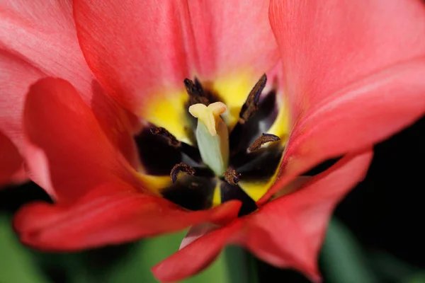 Close Red Tulip Flower Spring Garden Photography Nature — Stock Photo, Image