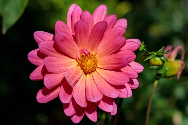 Крупный план многоцветного нежного цветка в летнем саду — стоковое фото