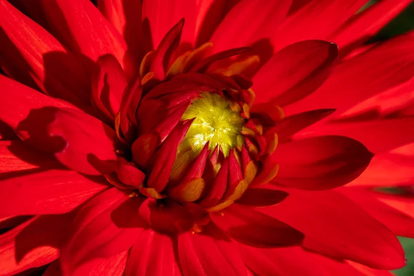 Nahaufnahme der roten Dahlienblüte im Sommergarten — Stockfoto