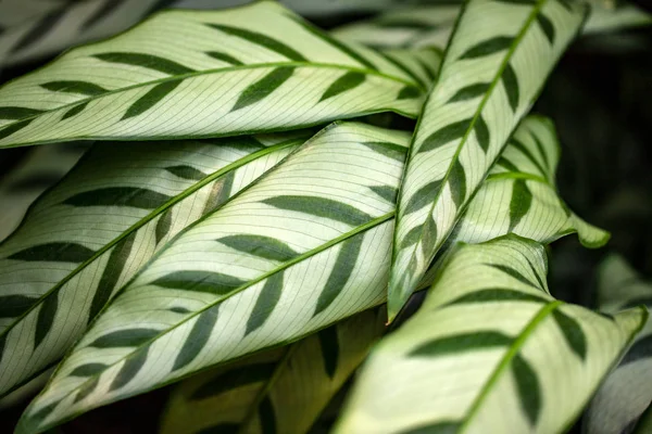 Yakın çekim marantaceae calathea leopardina dökmeyen yaprakların