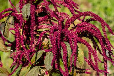 Kadife aşk-yalan-kanayan amaranthus manzarası yaz bahçesinde yetişen
