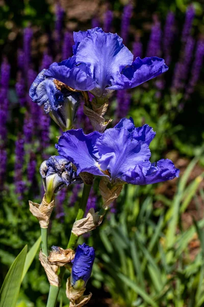 View of lilac iris flowers in the summer time garden — ストック写真