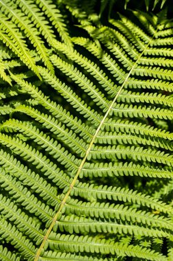Yaz zamanı bahçesinde yeşil yapraklı bitki manzarası