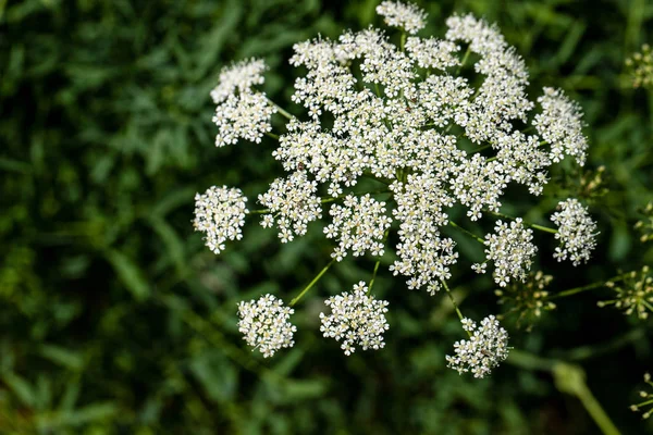 Vue de la petite fleur blanche sauvage sur la prairie d'été — Photo