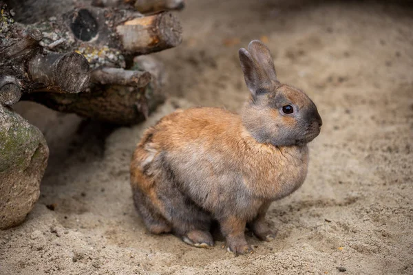 スモーキーなグレーブラウンの国産ピグミーウサギの全身 — ストック写真
