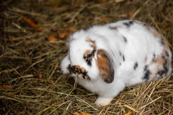 Full body of white-black-brown domestic pygmy rabbit — ストック写真