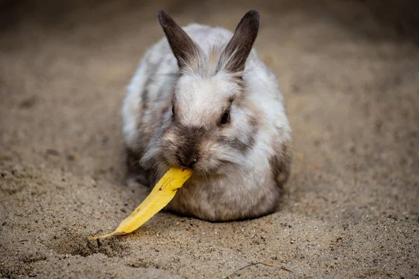 Cuerpo completo de conejo pigmeo doméstico ahumado gris-marrón — Foto de Stock