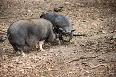Tüm vücudu çiftlikte bir çift yetişkin siyah Vietnamlı tencere göbekli domuz.