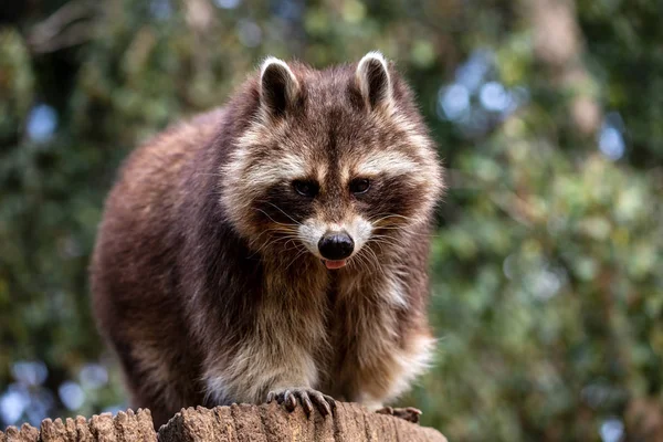 Portrait du raton laveur commun mâle adulte sur le tronc d'arbre — Photo