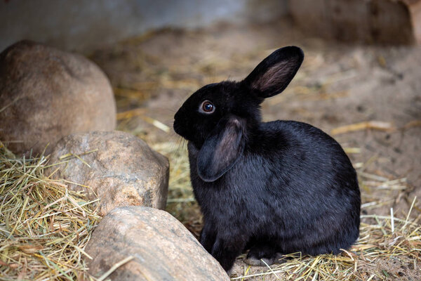 Full body of black domestic pygmy rabbit
