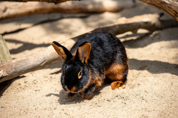 全身黒褐色の国産ピグミーウサギ — ストック写真
