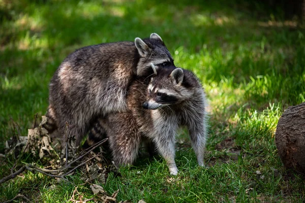 Vue d'une paire de ratons laveurs communs sur la prairie — Photo