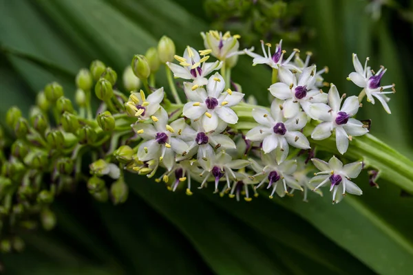Άποψη του ανθισμένου τροπικού φυτού με λευκά-λιλά μικρά άνθη — Φωτογραφία Αρχείου