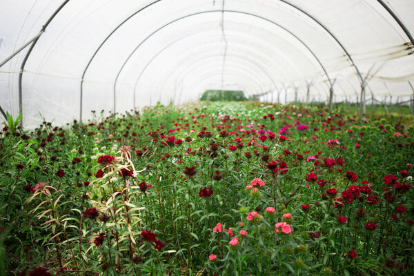 Flowers in a greenhouse