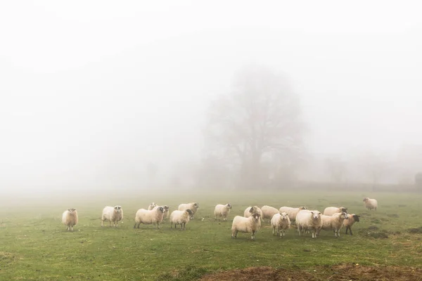一群羊在大雾天 — 图库照片