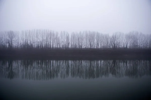 在一个雾蒙蒙的日子里, 河边的一排树映衬着 — 图库照片
