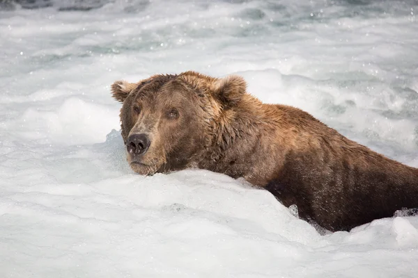 Surfar ursos castanhos a montante — Fotografia de Stock