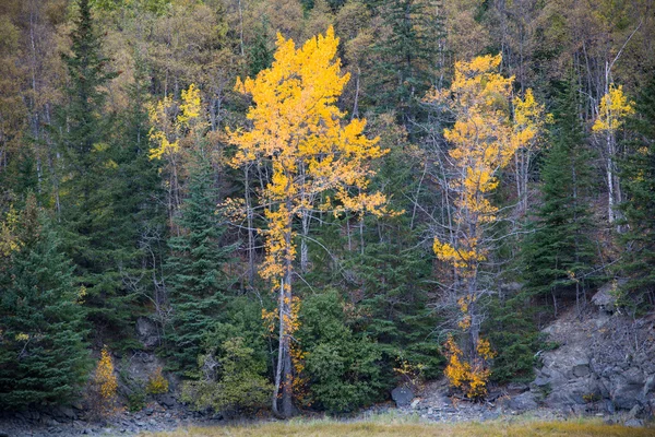 Fall Colors Trees — Stock Photo, Image