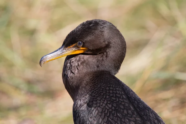 Närbild av Commerant — Stockfoto