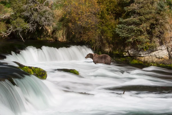 Punce gözlemlemek ve yakalamak — Stok fotoğraf