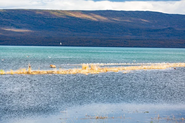 Οι αρκούδες πτηνά στο Naknek — Φωτογραφία Αρχείου