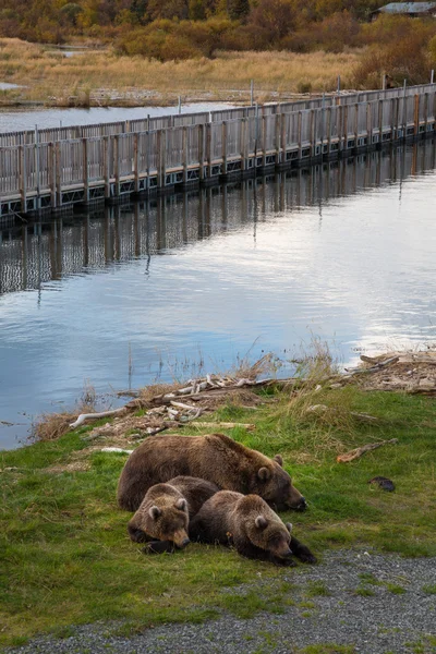 Köprüyü geçtikten uyku ayılar — Stok fotoğraf