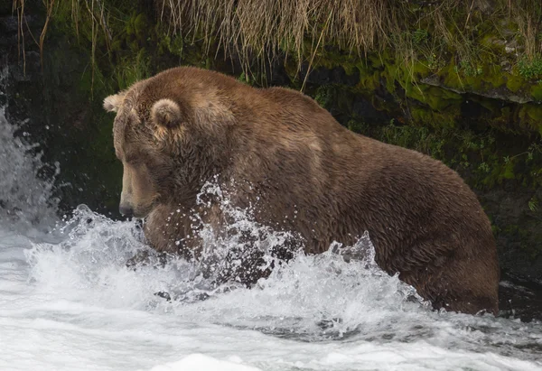 Salmão de caça do urso saltador — Fotografia de Stock