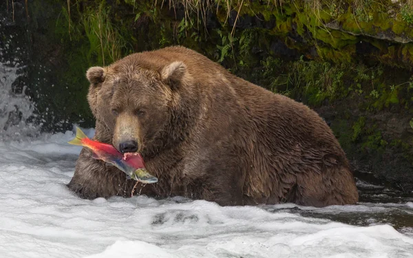Apanhei-te! Urso de salmão — Fotografia de Stock