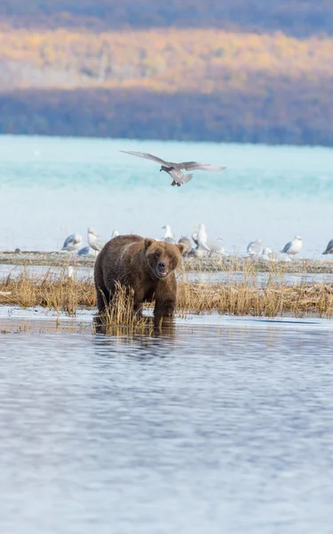 Birds Bears Lake Alaska — Stock Photo, Image