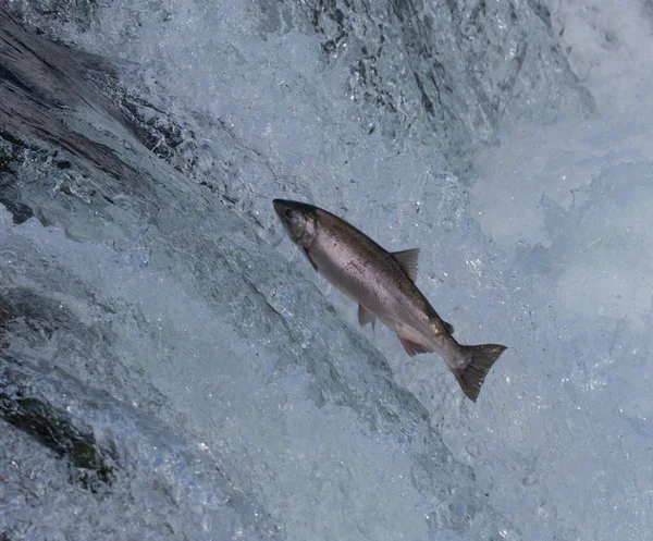 Jumping Red Salmon II — Stock Photo, Image