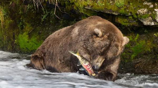 Almuerzo de oso de salmón — Foto de Stock