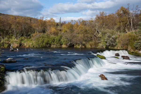 Tre björnar på Brooks Falls Ii — Stockfoto