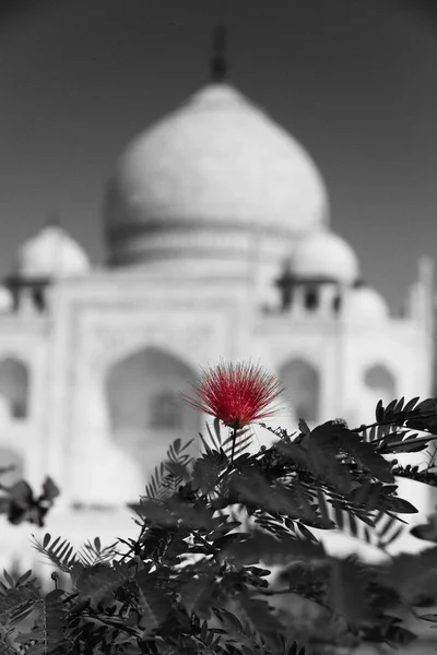 Rote Blume taj mahal — Stockfoto