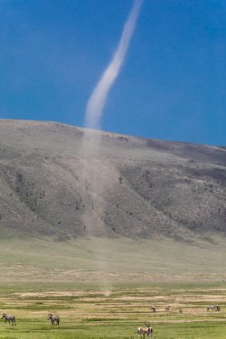 Çöl şeytanı Ngorongoro