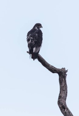 Raptor kartal ölü ağaç bacak üzerinde