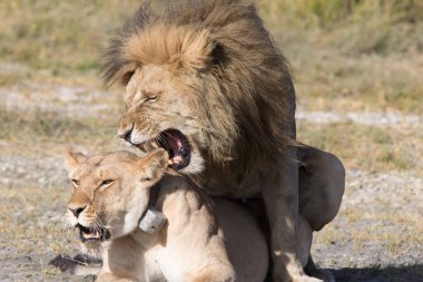 Serengeti aşk çiftleşme aslanlar