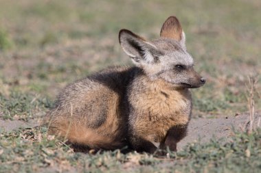 yarasa kulaklı tilki