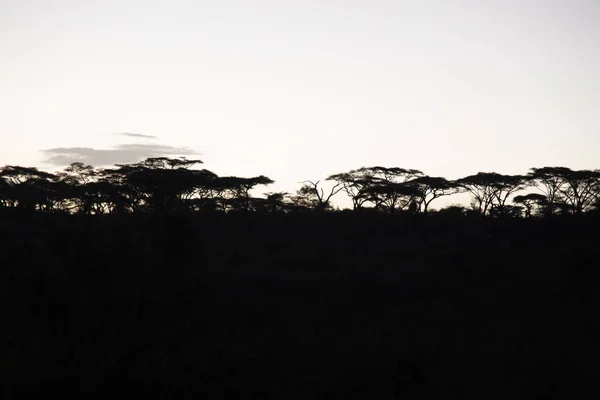 Savanadaki Afrika gün batımında — Stok fotoğraf