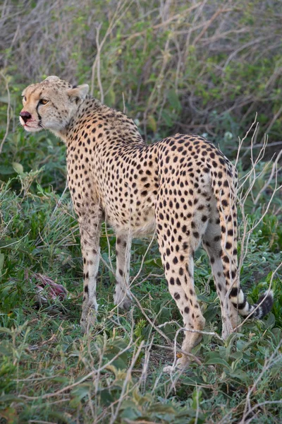 Cheetah com Gazelle Hunt — Fotografia de Stock