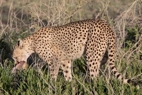 Cheetah met Gazelle Hunt — Stockfoto
