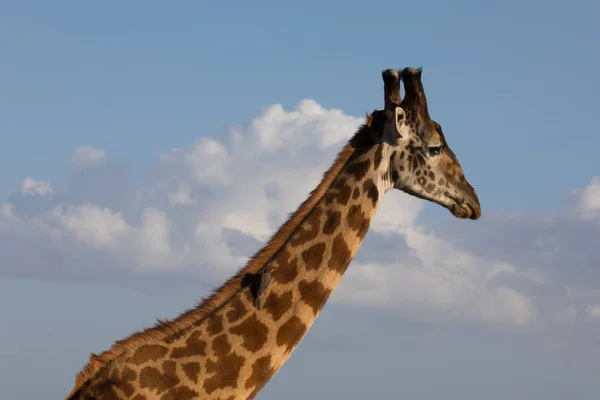 Giraffe hoofd met vogel — Stockfoto