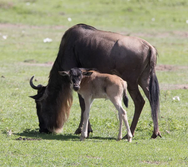 Wildebeast і Дитячі будиночки — стокове фото